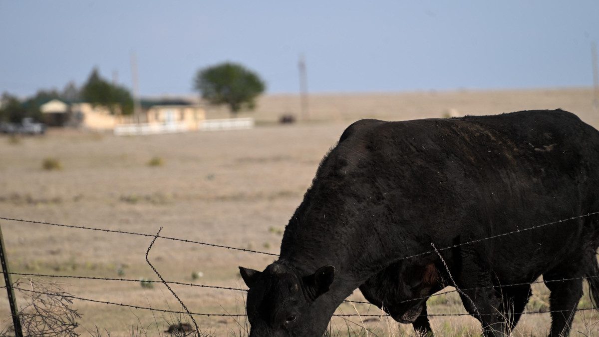 Las vacas reconocen un rostro humano familiar