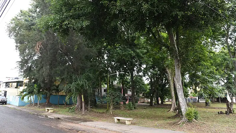 En Los Molinos temen que árboles deteriorados caigan sobre sus viviendas