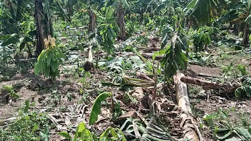 Productores agrícolas piden evaluación de daños tras ventarrón en Sánchez Ramírez