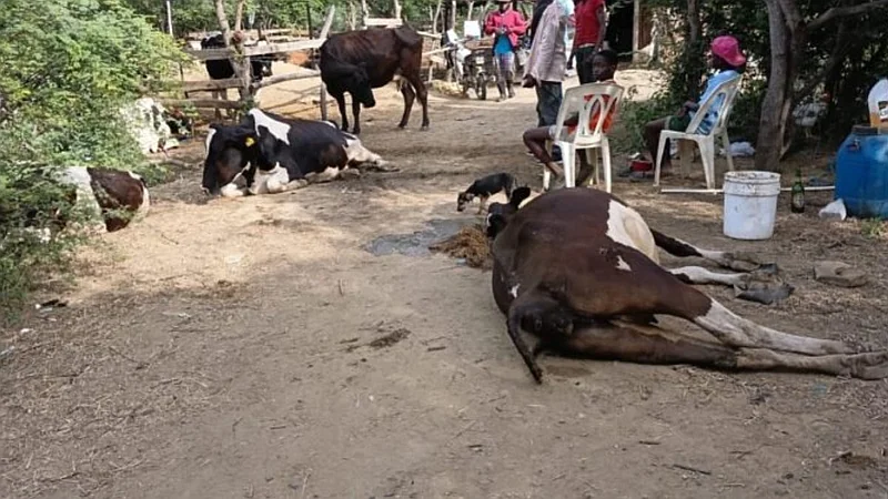 Indagan causas muerte de vacas