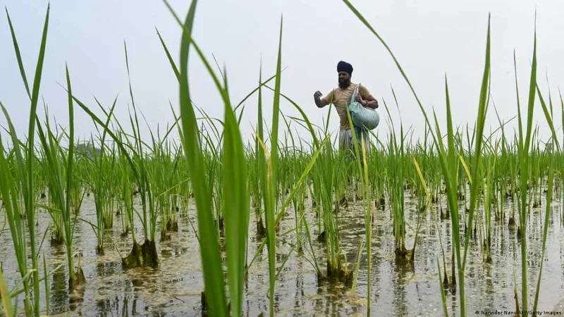 FAO alerta que comercio de fertilizantes cayó un 30% por la guerra en Oriente Medio