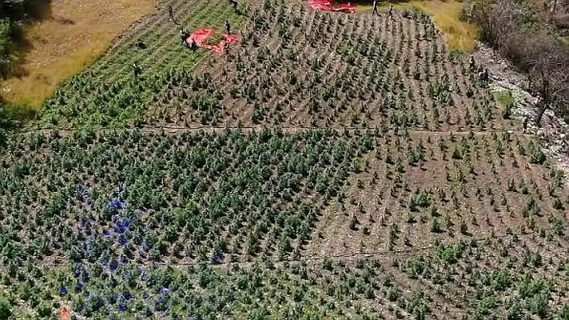 Ocoa y Baní: Epicentro de cultivos marihuana en RD; decomiso de 20,227 matas en 6 meses