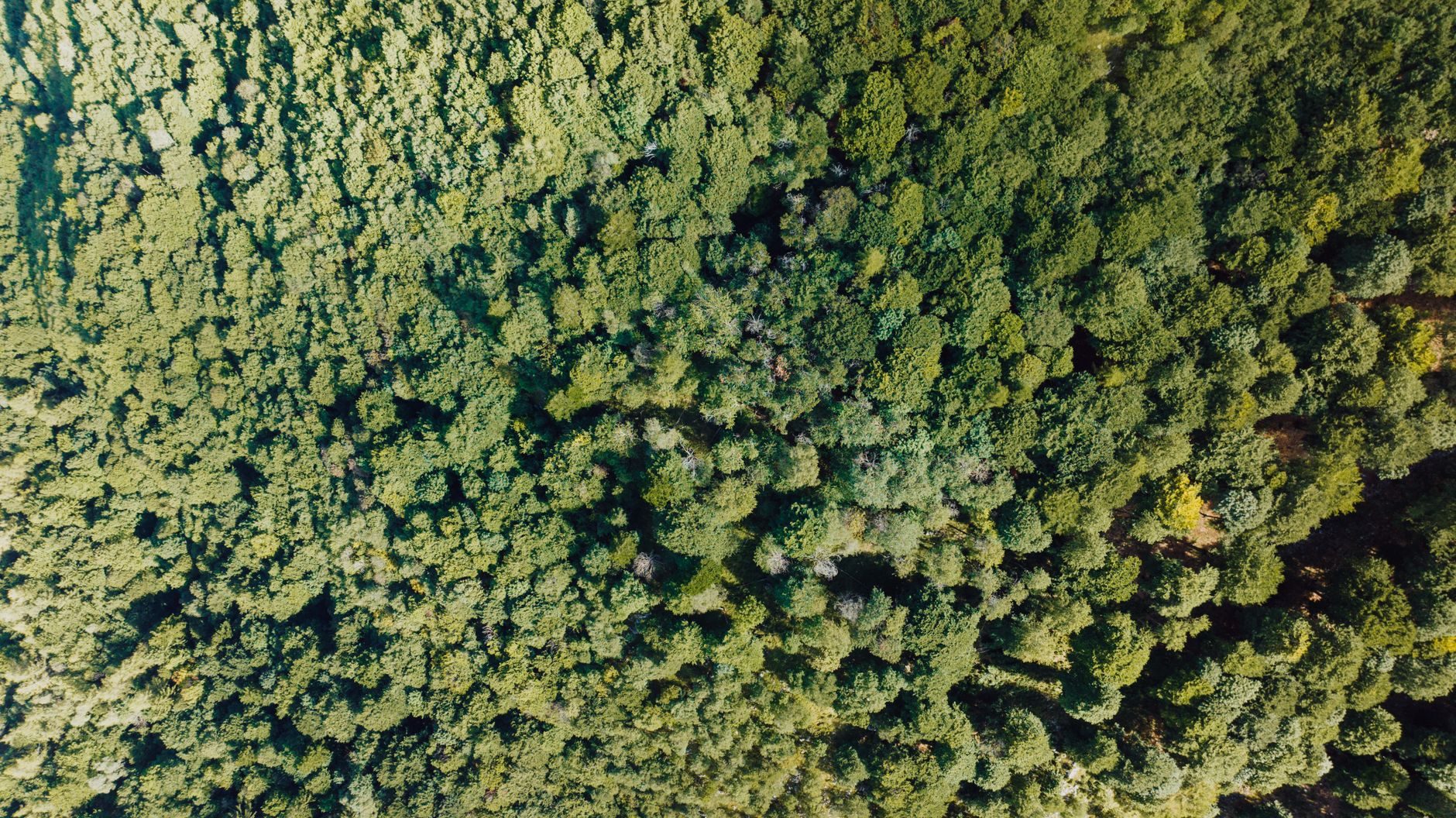 Los bosques del mundo perdieron más de 400 millones de hectáreas entre 1990 y 2020