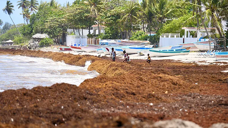 El sargazo cubre las aguas de las principales playas dominicanas