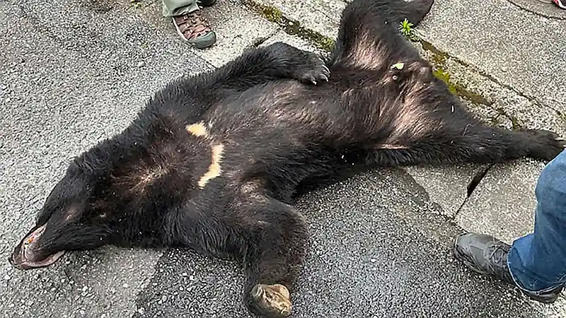 Mueren en Grecia tres osos en dos días y ONG denuncian la inacción de las autoridades