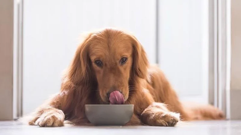 ¿Tu mascota no engorda? Veterinarios explican cuándo la alimentación puede no ser el problema