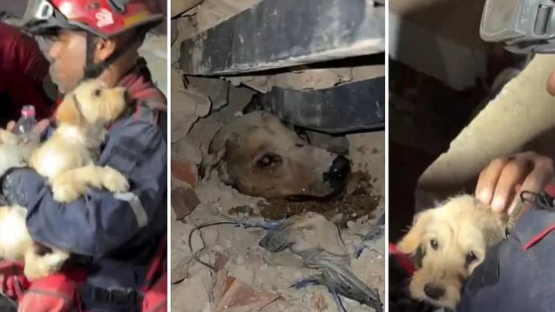 Venezolanos y rescatistas también salvan animales tras los terremotos y se viralizan en redes