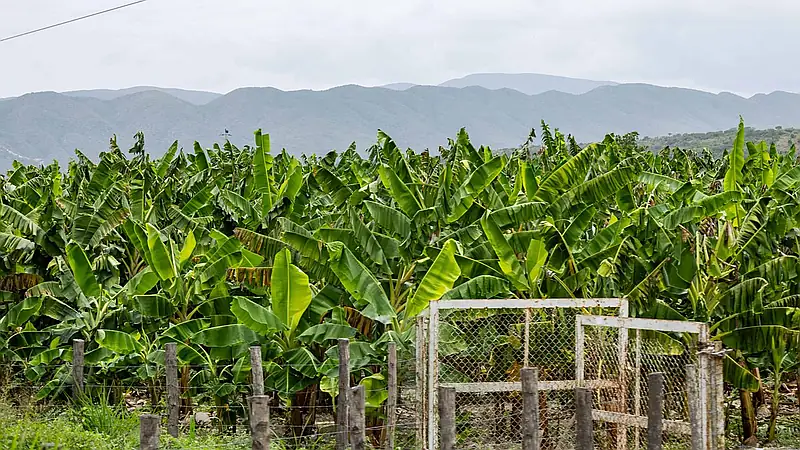 Agricultura dice producción agropecuaria dominicana alcanzó cifras récord en 2025