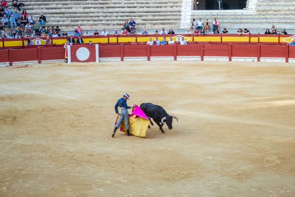 O to´ toro o to´ vaca