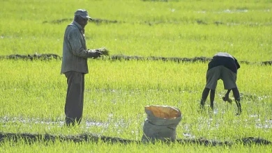 EE. UU. presiona a Abinader para derogar decreto que protege arroz dominicano