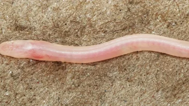 Científicos confirman nueva especie de anguila transparente tras hallazgo viral en TikTok