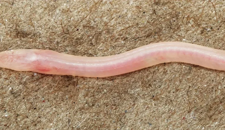 Científicos confirman nueva especie de anguila transparente tras hallazgo viral en TikTok