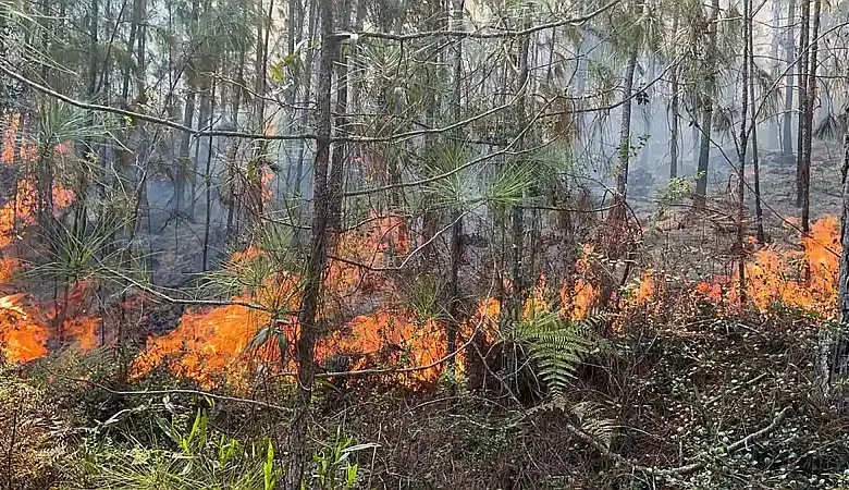 Incendio forestal en Aceitillar consume cientos de tareas de bosque y fauna en la Sierra de Bahoruco