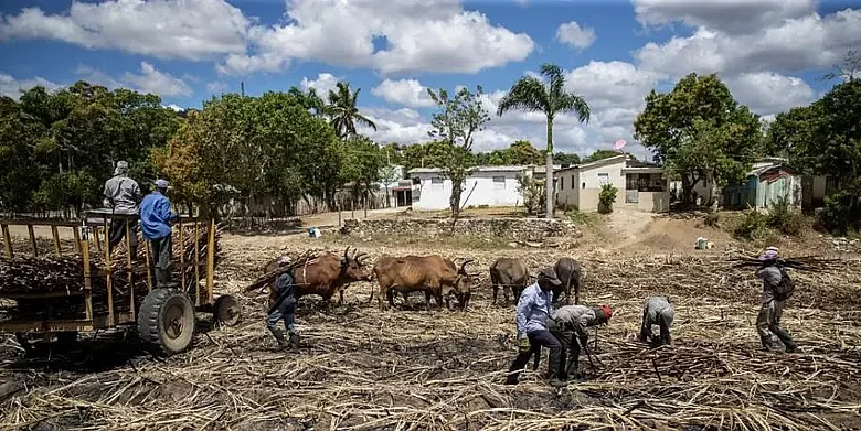 Organización exige que EE UU prohíba importaciones por trabajo forzoso en campos de caña de azúcar dominicanos