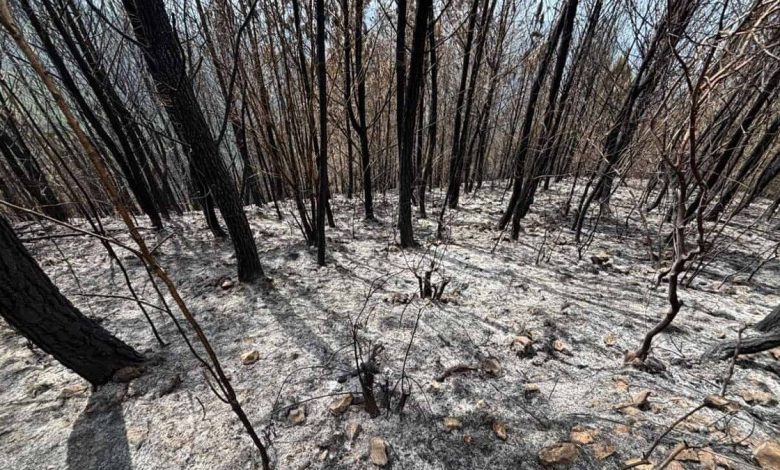 Un incendio consumió 25 años de un bosque familiar sembrado en las montañas de Bahoruco