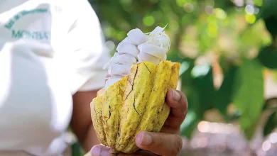 Festival del Chocolate Dominicano vuelve a Santiago con más de 18 marcas y respaldo al cacao nacional