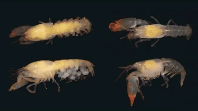 Nuevo camarón lleva el nombre de Idelisa Bonnelly, pionera de la conservación marina