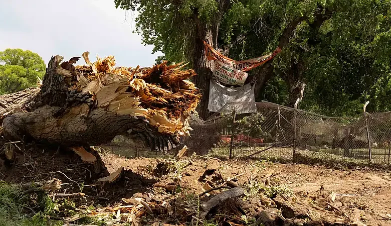 Derriban en Arizona el último árbol centenario que defendían activistas