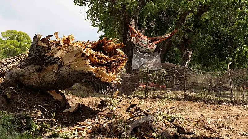 Derriban en Arizona el último árbol centenario que defendían activistas