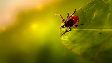 Nueva garrapata descubierta en Ecuador: lo que debe saber sobre hallazgos científicos y biodiversidad