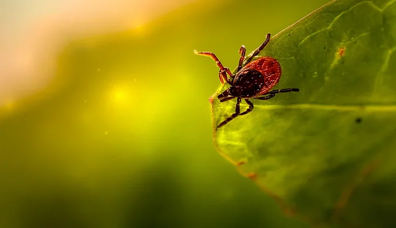 Nueva garrapata descubierta en Ecuador: lo que debe saber sobre hallazgos científicos y biodiversidad
