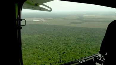 Deforestación global baja 15% en 2025: qué significa para República Dominicana