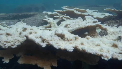 Corales sanos podrían rescatar a los blanqueados, según estudio de Stanford