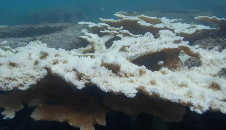Corales sanos podrían rescatar a los blanqueados, según estudio de Stanford