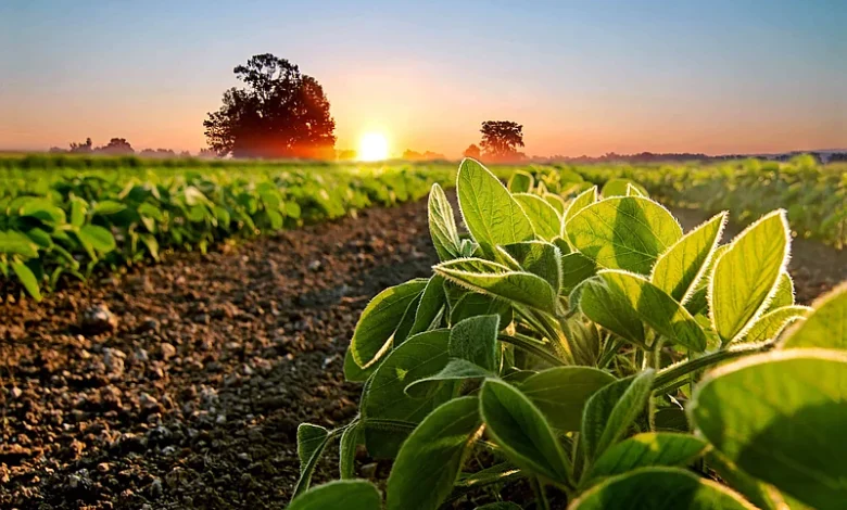Soya sostenible de EE. UU. gana terreno en la alimentación de pollos, cerdos y peces en República Dominicana