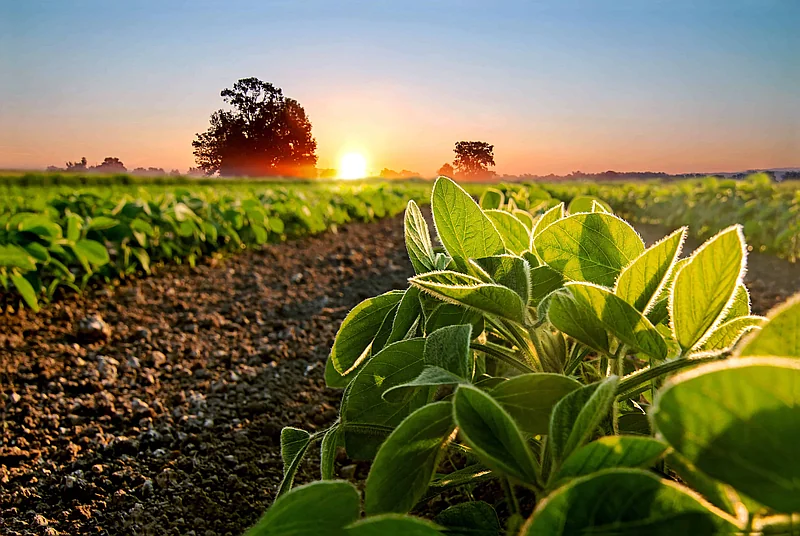 Soya sostenible de EE. UU. gana terreno en la alimentación de pollos, cerdos y peces en República Dominicana