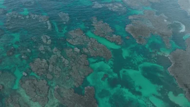 COP17: exministros ambientales urgen a cumplir metas de biodiversidad antes de 2030