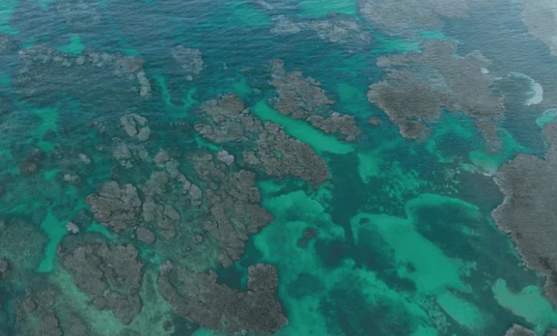COP17: exministros ambientales urgen a cumplir metas de biodiversidad antes de 2030