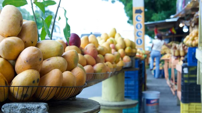 Mango dominicano: Agricultura completa en Peravia correctivos para reanudar exportaciones a EE. UU. en 2027