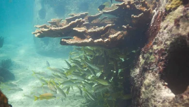 Alerta global: 96 % de arrecifes de coral en riesgo crítico de colapso para 2075