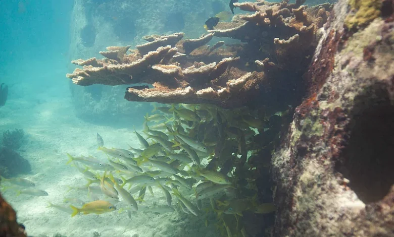 Alerta global: 96 % de arrecifes de coral en riesgo crítico de colapso para 2075