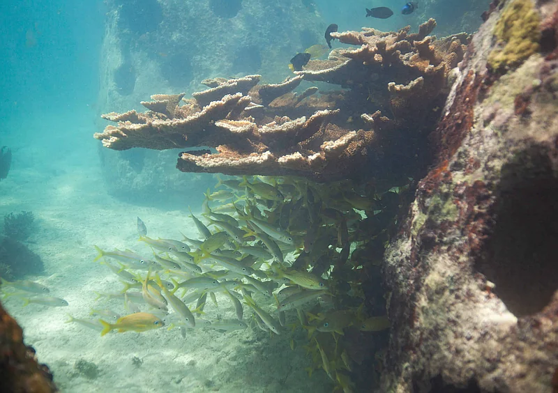Alerta global: 96 % de arrecifes de coral en riesgo crítico de colapso para 2075