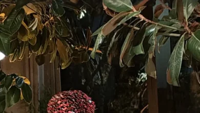 Kit Kardashian cumple 46 años: lo que revelan las fotos de su fiesta íntima