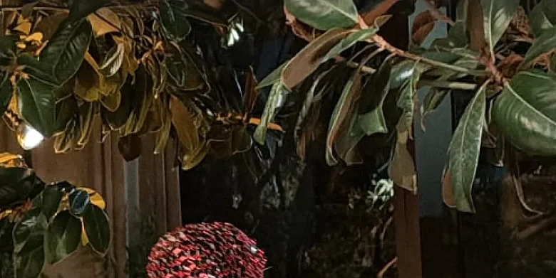 Kit Kardashian cumple 46 años: lo que revelan las fotos de su fiesta íntima