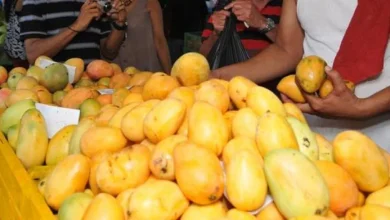 Productores de mango deben completar medidas fitosanitarias para reanudar exportaciones a EEUU en 2027