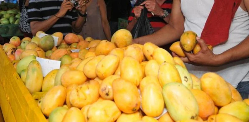 Productores de mango deben completar medidas fitosanitarias para reanudar exportaciones a EEUU en 2027
