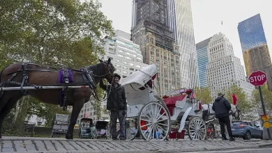 Nueva York eliminará los carruajes de caballos en 2028: lo que deben saber los dominicanos