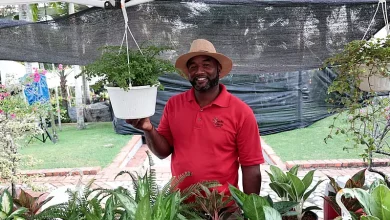 Emprender con plantas ornamentales: una opción desde RD$50,000, según vivero Flor del Desierto
