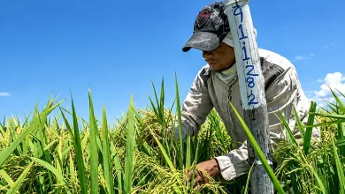 Productores de arroz marchan este domingo en Nagua contra decreto 635-26