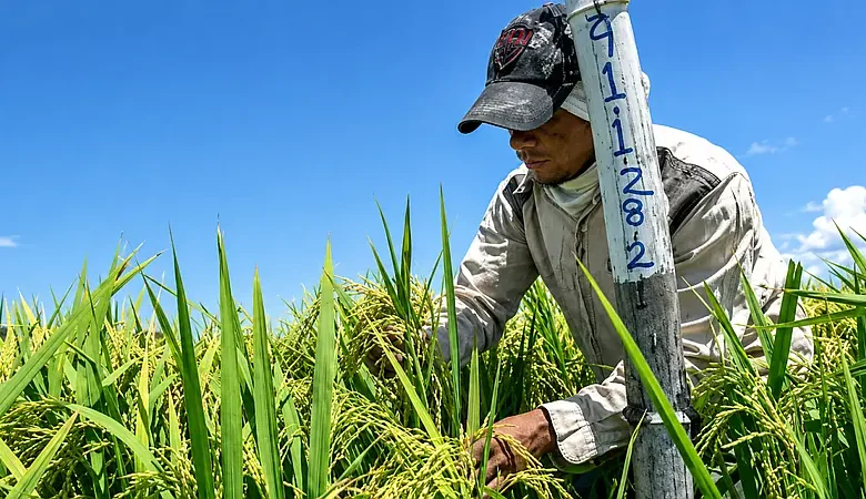 Productores de arroz marchan este domingo en Nagua contra decreto 635-26