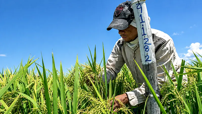 Productores de arroz marchan este domingo en Nagua contra decreto 635-26