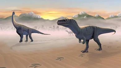 México identifica 50 huellas de dinosaurios de hace 65 millones de años