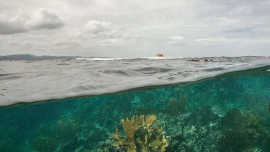 Arrecifes coralinos: 96 % en riesgo crítico de colapso, según evaluación científica
