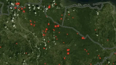 Los Haitises: incendios y 52 detenciones en enero, ¿qué debe saber la ciudadanía?