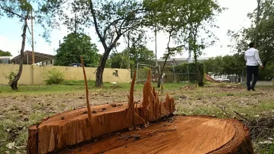 Talas sin castigo: lo que debe saber si presencia una tala en su comunidad