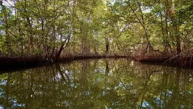 ONU: restaurar ecosistemas requiere triplicar esfuerzos para 2030